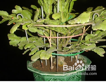 陽(yáng)臺(tái)如何種植西紅柿