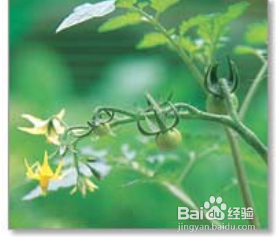 陽(yáng)臺(tái)如何種植西紅柿