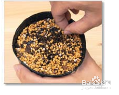 陽(yáng)臺(tái)如何種植西紅柿