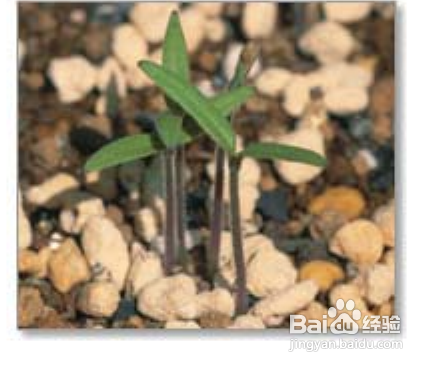 陽(yáng)臺(tái)如何種植西紅柿