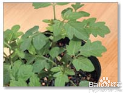 陽(yáng)臺(tái)如何種植西紅柿