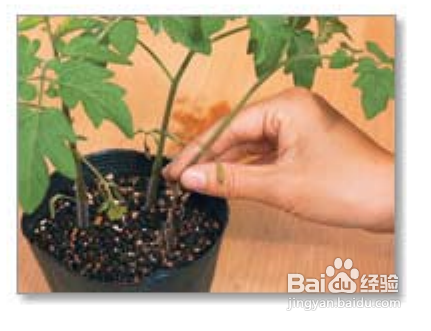 陽(yáng)臺(tái)如何種植西紅柿