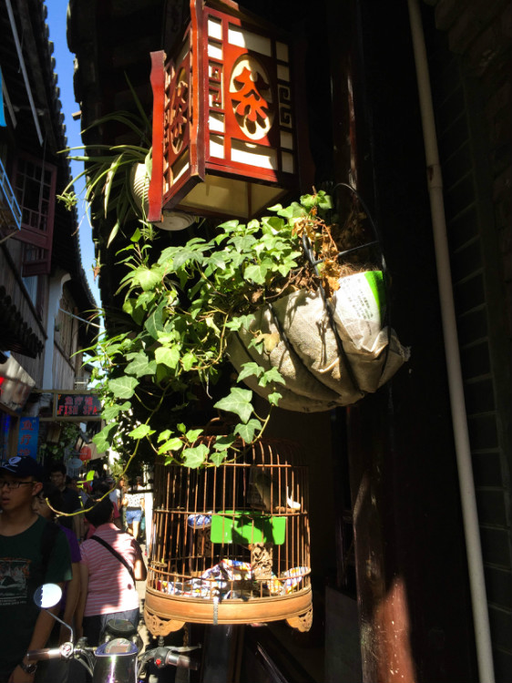 朱家角古鎮(zhèn)--流淌在長街短巷間的時(shí)光 - 周太靚湯 - 周太靚湯