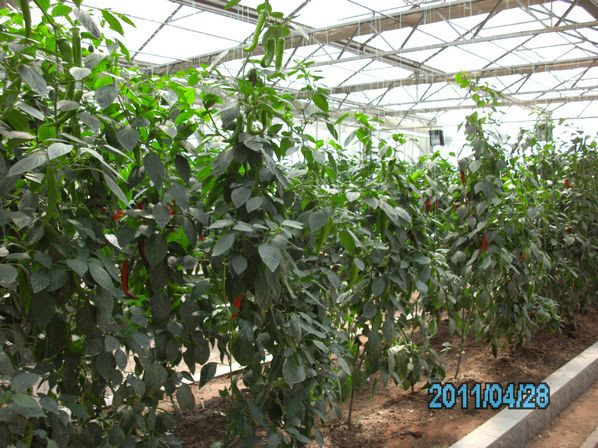 吊著長的蔬菜 - 明琳 - 明琳的博客