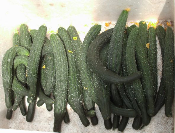 吊著長的蔬菜 - 明琳 - 明琳的博客