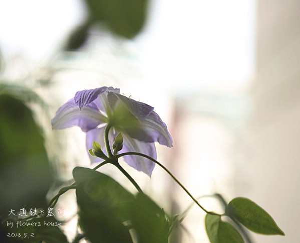 憶春光 - 花滿樓 - 花滿樓