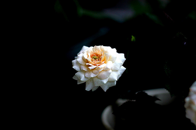 憶春光 - 花滿樓 - 花滿樓