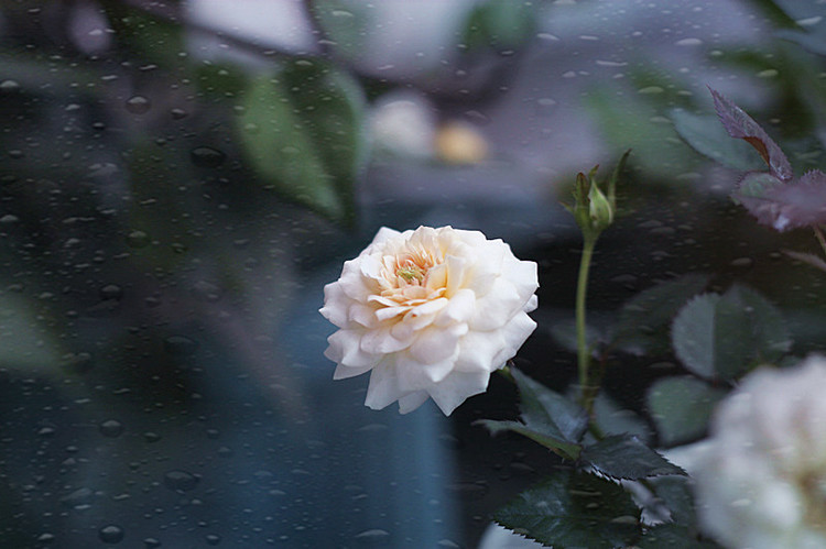 憶春光 - 花滿樓 - 花滿樓