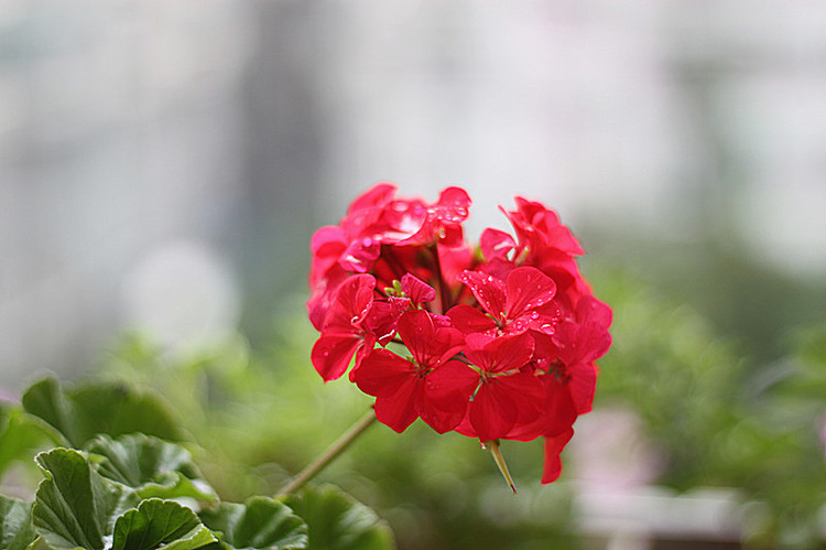 憶春光 - 花滿樓 - 花滿樓