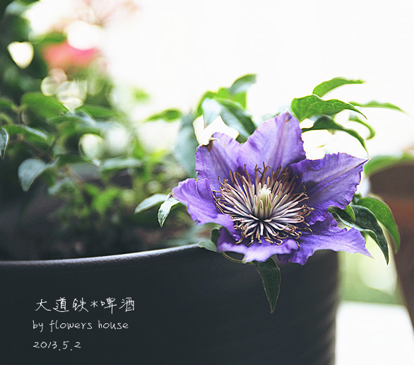 憶春光 - 花滿樓 - 花滿樓