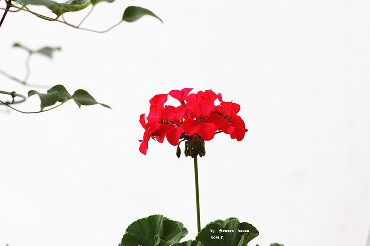 憶春光 - 花滿樓 - 花滿樓