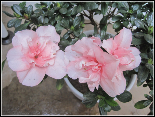 花花世界，2012的春天給花草留影 - 衣染香 - 若蘭軒