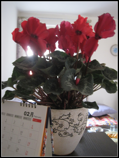 花花世界，2012的春天給花草留影 - 衣染香 - 若蘭軒