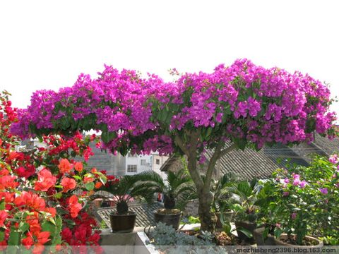 【原創(chuàng)】如何使三角梅開花燦爛? - 寶巾奴 - 寶巾奴的個人主頁 【原創(chuàng)】如何使三角梅開花燦爛? - 寶巾奴 - 寶巾奴的個人主頁