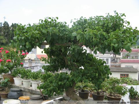 【原創(chuàng)】如何使三角梅開花燦爛? - 寶巾奴 - 寶巾奴的個人主頁 【原創(chuàng)】如何使三角梅開花燦爛? - 寶巾奴 - 寶巾奴的個人主頁