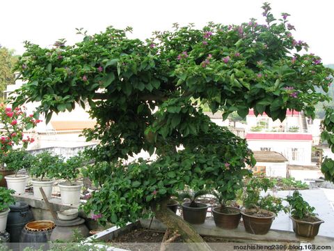 【原創(chuàng)】如何使三角梅開花燦爛? - 寶巾奴 - 寶巾奴的個人主頁 【原創(chuàng)】如何使三角梅開花燦爛? - 寶巾奴 - 寶巾奴的個人主頁