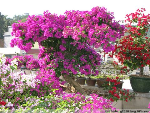 【原創(chuàng)】如何使三角梅開花燦爛? - 寶巾奴 - 寶巾奴的個人主頁 【原創(chuàng)】如何使三角梅開花燦爛? - 寶巾奴 - 寶巾奴的個人主頁