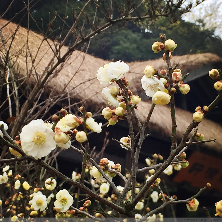 胭脂何必惹清風(fēng)--梅園（手機拍攝） - 周太靚湯 - 周太靚湯