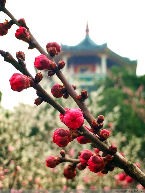 胭脂何必惹清風(fēng)--梅園（手機拍攝） - 周太靚湯 - 周太靚湯