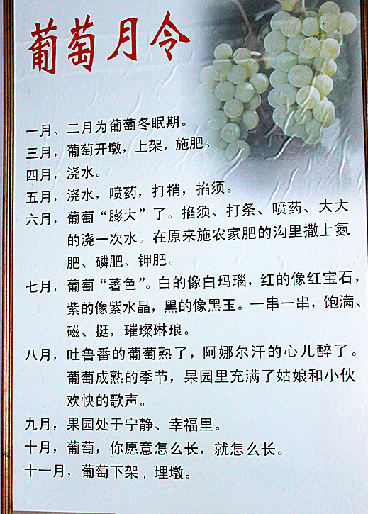 淺醉西域--敦煌-葡萄溝-烏魯木齊-天池 - 花滿樓 - 花滿樓