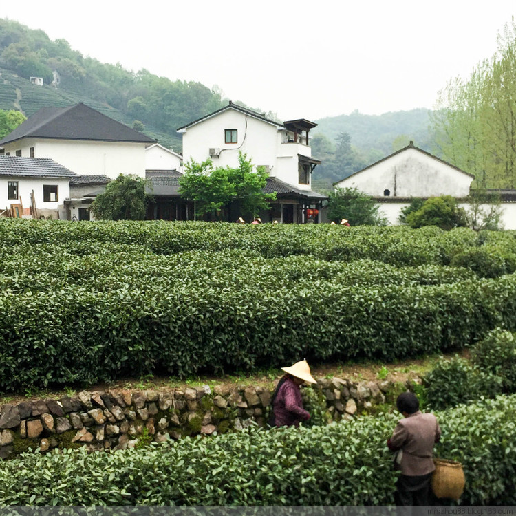 山不在高，有茶成茗－－龍井村一日閑（手機(jī)拍攝） - 周太靚湯 - 周太靚湯