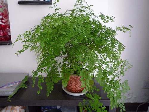 朋友的養(yǎng)花技巧 - 伊 隆 - 伊 隆