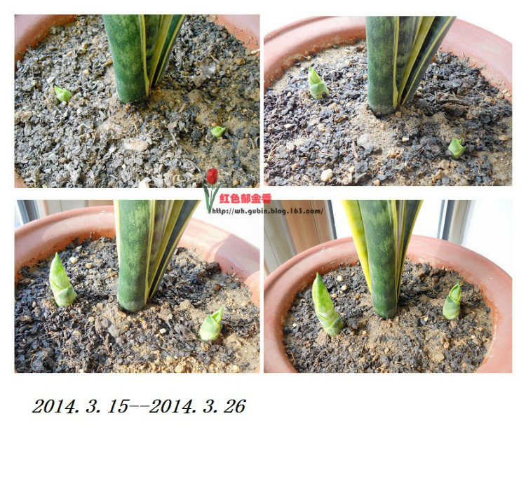 虎皮蘭發(fā)芽記 - 紅色郁金香 - 我的博客