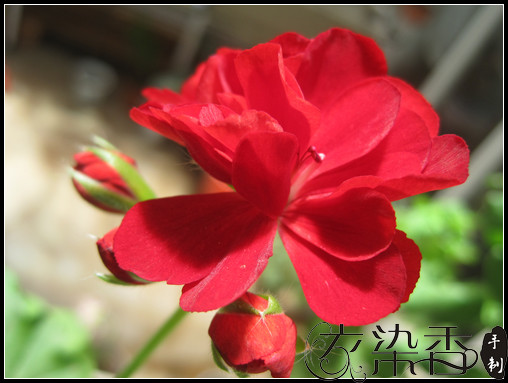 TO 七仔小盆友——小熊毯，以及美麗的花花 - 衣染香 - 若蘭軒