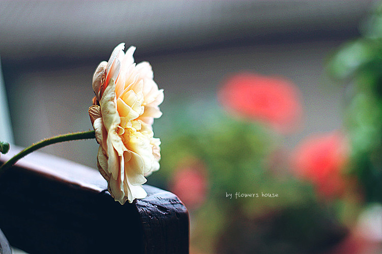 夏末初秋的淡然 - 花滿(mǎn)樓 - 花滿(mǎn)樓