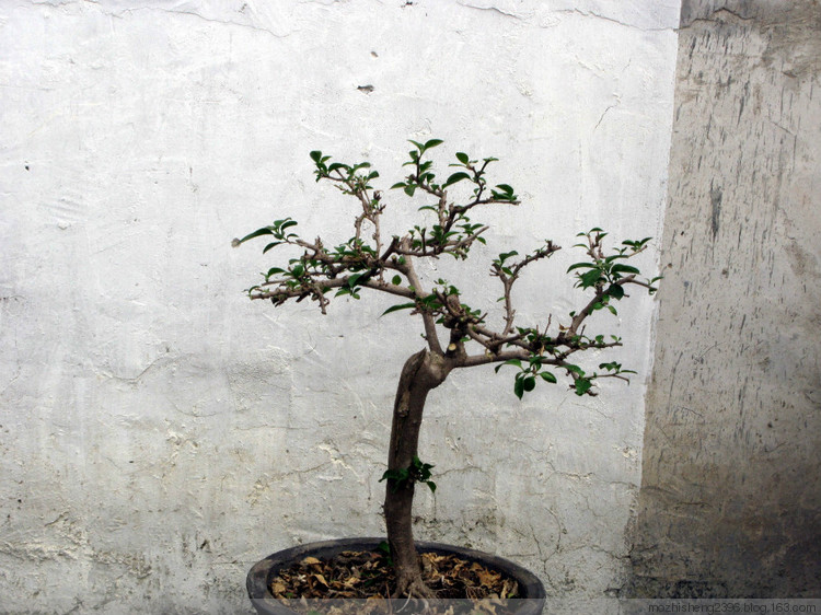 又到三角梅的修剪時    【原創(chuàng)】 - 寶巾奴 - 寶巾奴的軌跡
