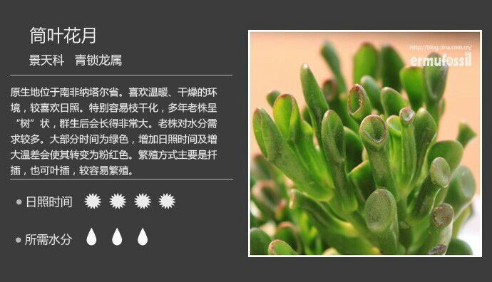 界***筒葉花月 - 楚天 - 楚天·海闊天空