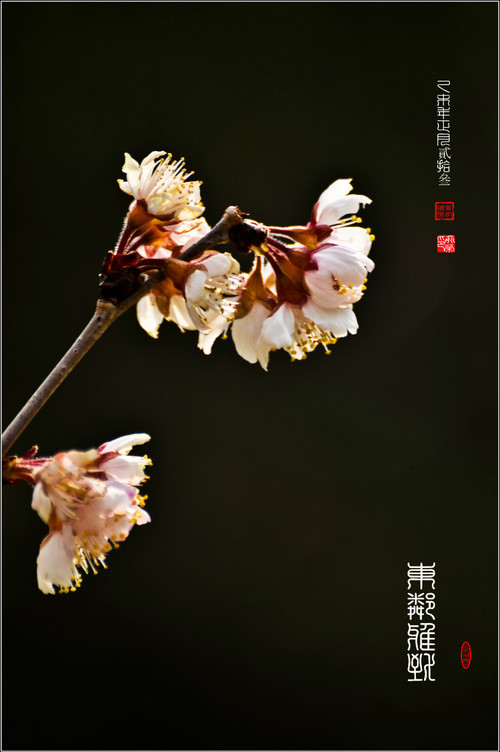 2015中山公園早櫻 - cello-ma - cello-ma的博客