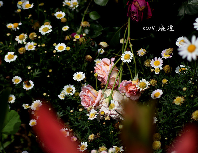 浩浩蕩蕩的花開--花友流速家的春天 - 花滿樓 - 花滿樓