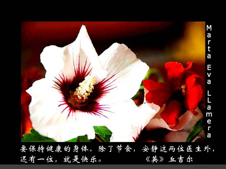 智慧的語言---健康篇 - 老教授 - 老教授