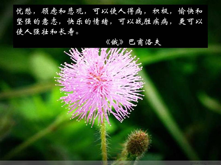 智慧的語言---健康篇 - 老教授 - 老教授