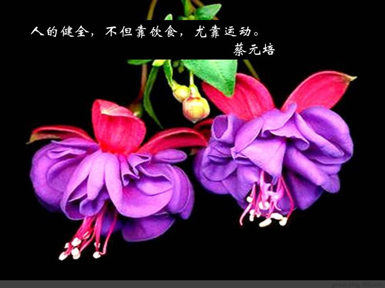 智慧的語言---健康篇 - 老教授 - 老教授