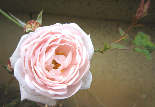 三角薔薇 - 林中漫步 - 鉤針時光