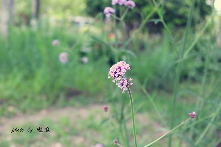 【太倉.金倉湖濕地公園】隨拍 - 邂逅 - 悠然生活