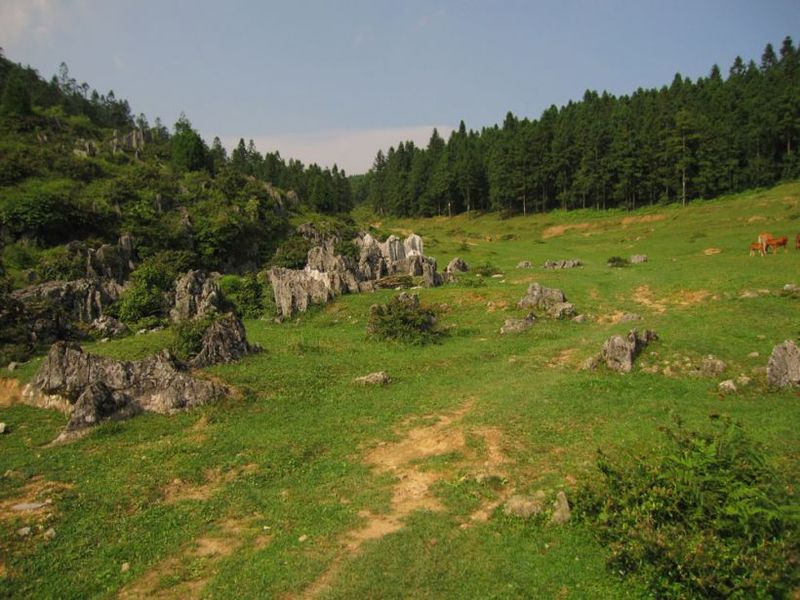 郊區(qū)露營基地 - 81226646 - 榴蓮