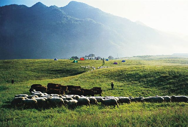 郊區(qū)露營基地 - 81226646 - 榴蓮