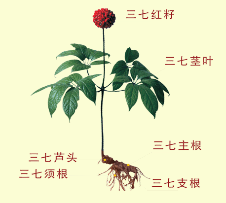 三七粉的功效、作用及用法 - 夢回故鄉(xiāng) - 夢回故鄉(xiāng)
