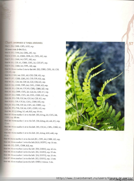 ferns蕨類植物 - 編織幸福 - 編織幸福的博客