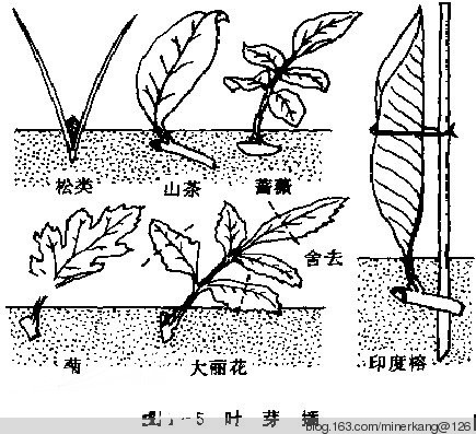 最全的植物快速育苗扦插生根繁殖技術(shù)【1】. - 富硒幫 - 富硒幫物理農(nóng)業(yè)博客 2013年11月12日 - 富硒幫 - 富硒幫物理農(nóng)業(yè)博客