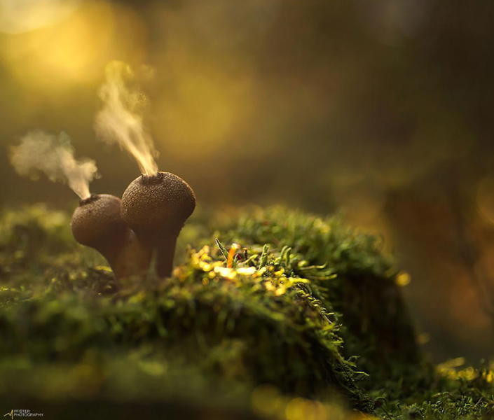 世上炫酷怪異的蘑菇 - 達觀明志 - 達觀明志 chendmgx
