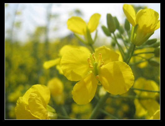 踏春——油菜花海（羅平） - 衣染香 - 若蘭軒
