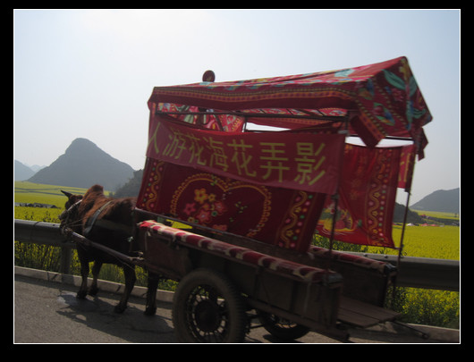 踏春——油菜花海（羅平） - 衣染香 - 若蘭軒