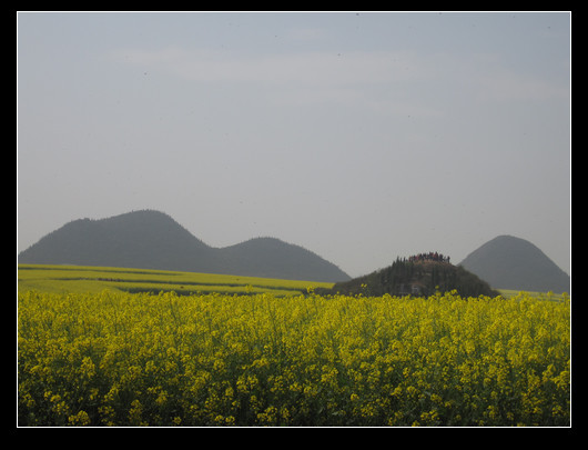 踏春——油菜花海（羅平） - 衣染香 - 若蘭軒