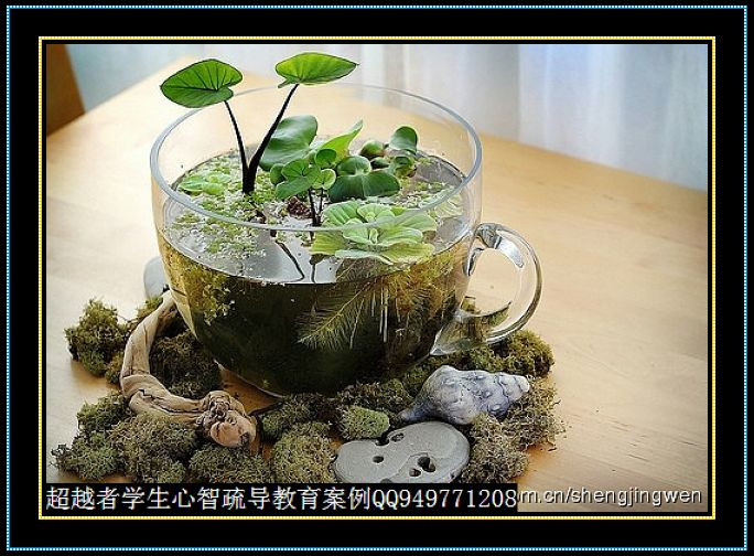 制作很有味道的水果種子小盆栽（火龍果、桂圓、碗蓮、荔枝......） - 美體、情感、博文精品 - 美體情感、心靈驛站