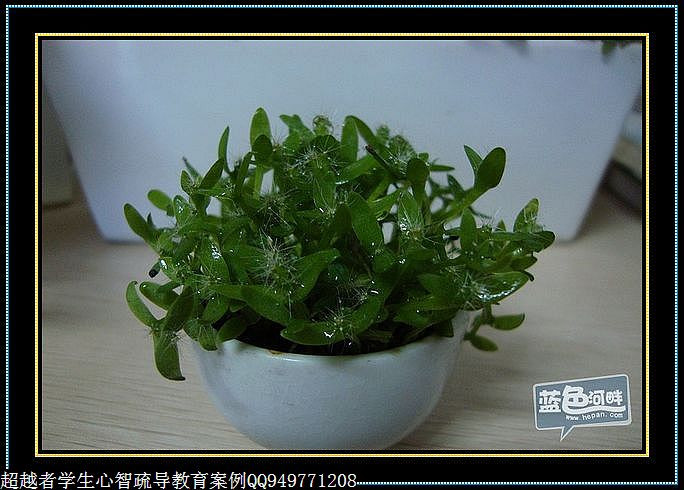 制作很有味道的水果種子小盆栽（火龍果、桂圓、碗蓮、荔枝......） - 美體、情感、博文精品 - 美體情感、心靈驛站