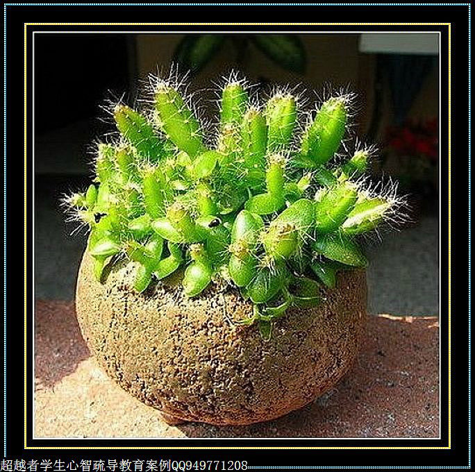 制作很有味道的水果種子小盆栽（火龍果、桂圓、碗蓮、荔枝......） - 美體、情感、博文精品 - 美體情感、心靈驛站